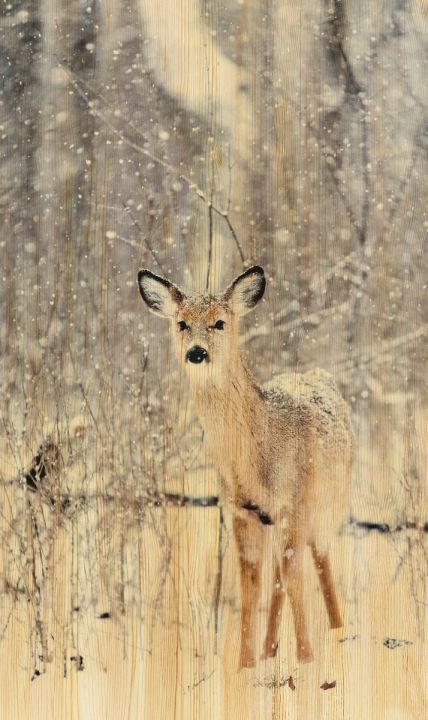 European Wildlife 007 Walldecoration Wandkraft 70x118 cm