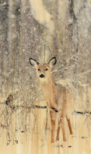 Décoration murale Wandkraft : Cerf dans une forêt enneigée sous une chute de neige légère, décoration murale nature sereine de la collection Wandkraft European Wildlife. pour un intérieur élégant