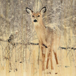 European Wildlife 007 Walldecoration Wandkraft 74x74 cm