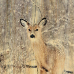 European Wildlife 007 Walldecoration Wandkraft 48x98 cm