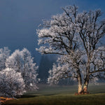 Winter Wonders 007 Walldecoration Wandkraft 118x70 cm