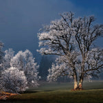 Winter Wonders 007 Walldecoration Wandkraft 148x98 cm