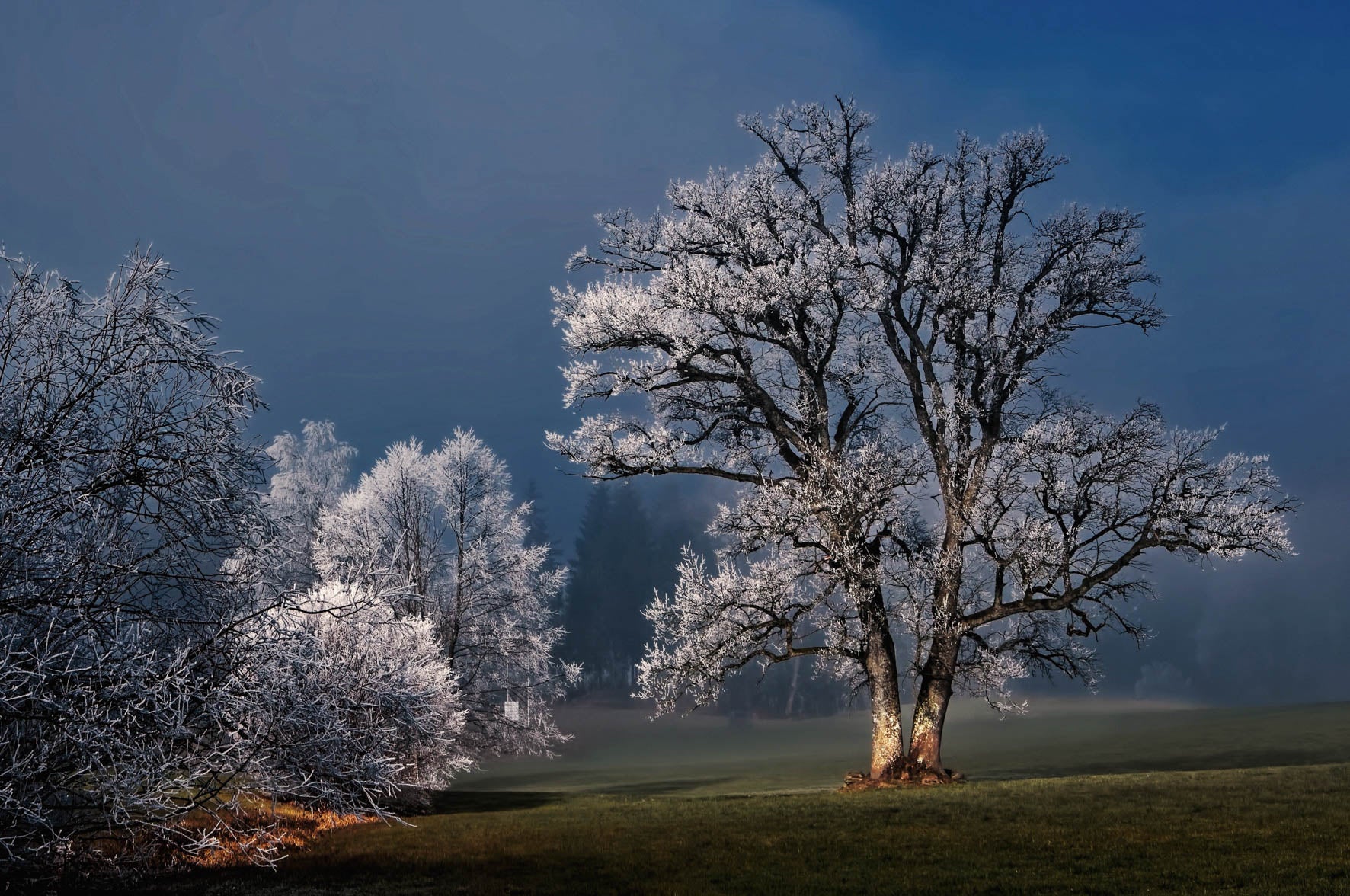 Winter Wonders 007 Walldecoration Wandkraft 148x98 cm
