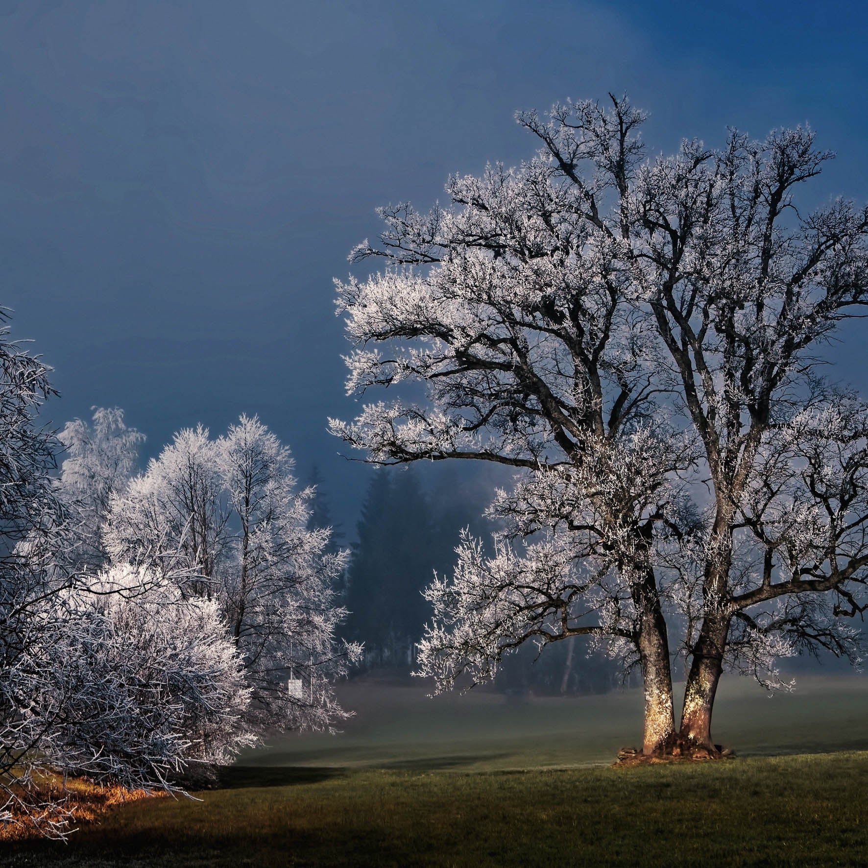 Winter Wonders 007 Walldecoration Wandkraft 74x74 cm