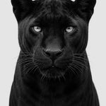 Midnight Coat - zwart-wit dierportret, Wandkraft