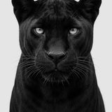 Midnight Coat - zwart-wit dierportret, Wandkraft