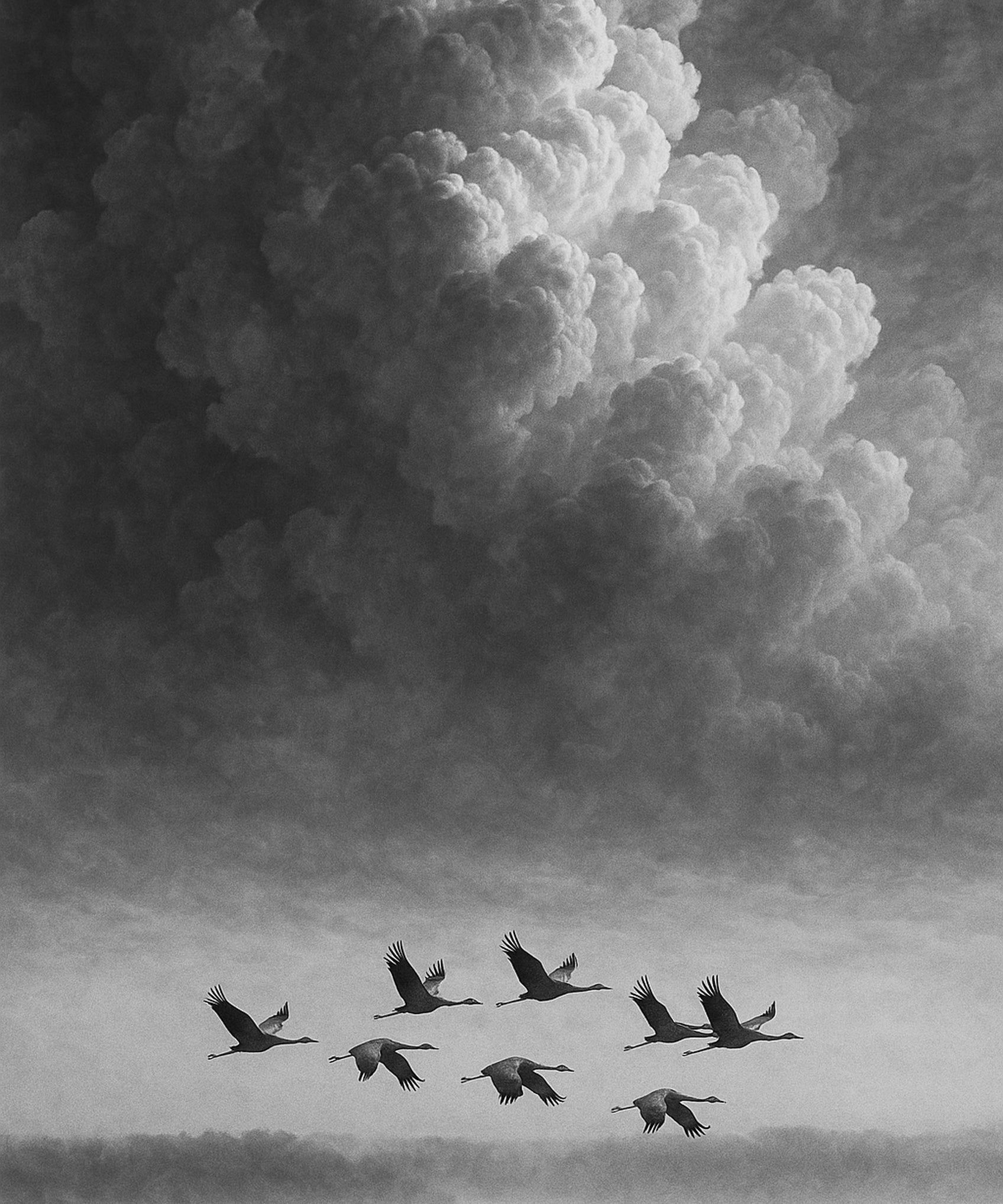 Mist Flight - zwart-wit dierportret, Wandkraft