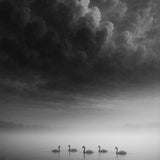 Morning Veil - zwart-wit dierportret, Wandkraft