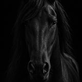 Night Mane - zwart-wit dierportret, Wandkraft
