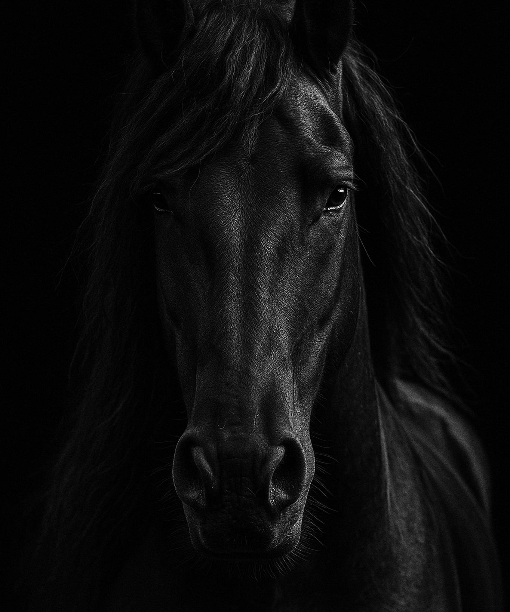 Night Mane - zwart-wit dierportret, Wandkraft