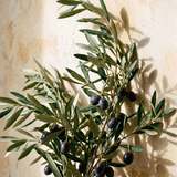 Olive Repose - botanisch schilderij van een olijftak in warm mediterraan licht