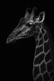 Patched Tower - portrait animalier en noir et blanc, Wandkraft