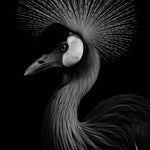 Quill Crown - zwart-wit dierportret, Wandkraft