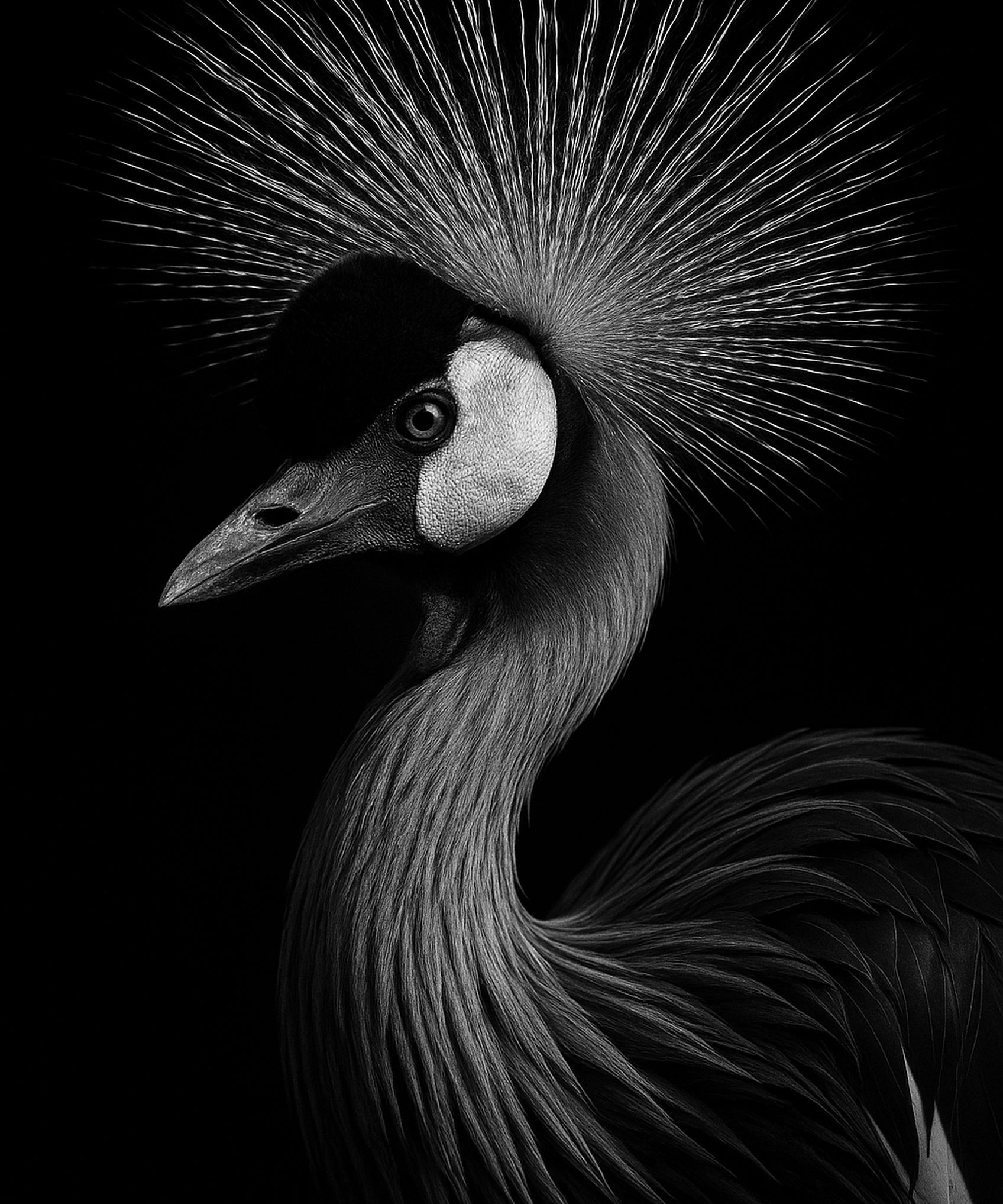 Quill Crown - zwart-wit dierportret, Wandkraft
