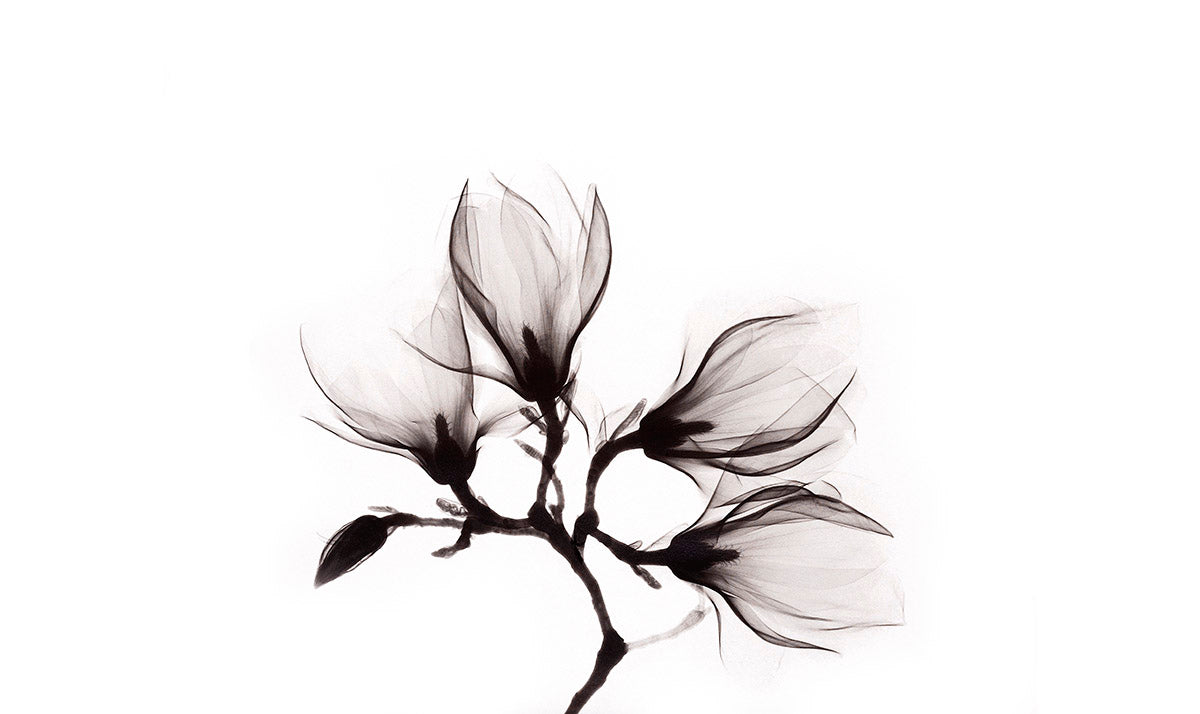 Art of Nature 014 Walldecoration Wandkraft 98x48 cm