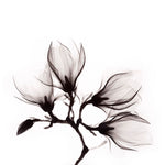 Art of Nature 014 Walldecoration Wandkraft