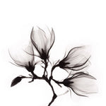 Art of Nature 014 Walldecoration Wandkraft 118x70 cm