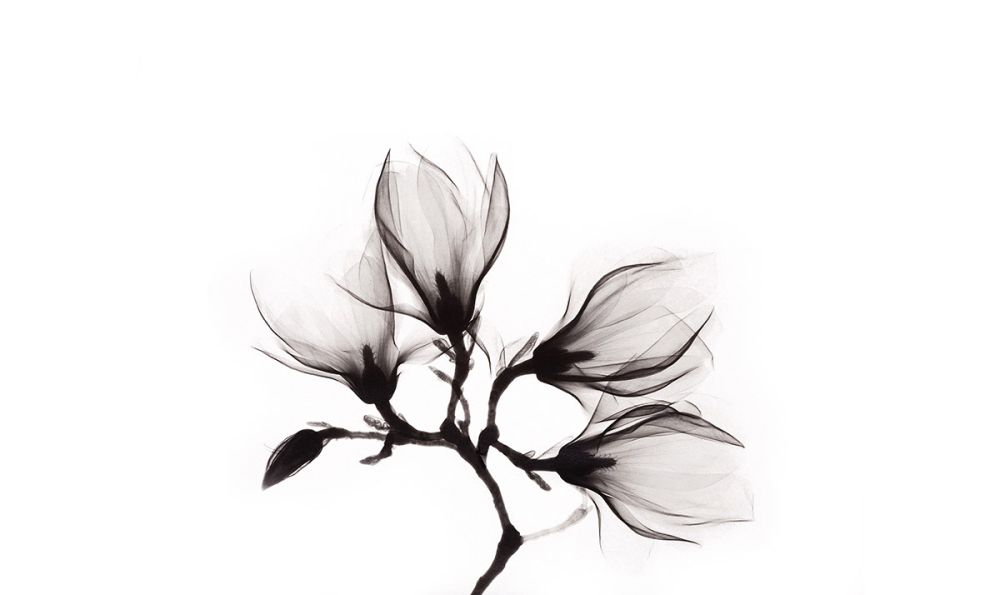 Art of Nature 014 Walldecoration Wandkraft 118x70 cm