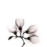 Art of Nature 014 Walldecoration Wandkraft 74x74 cm