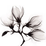 Art of Nature 014 Walldecoration Wandkraft 98x48 cm