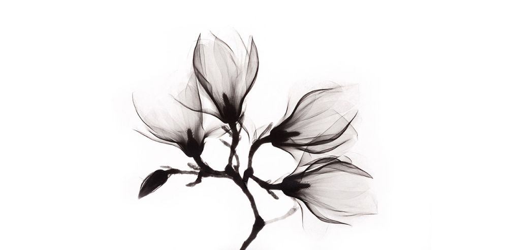 Art of Nature 014 Walldecoration Wandkraft 98x48 cm