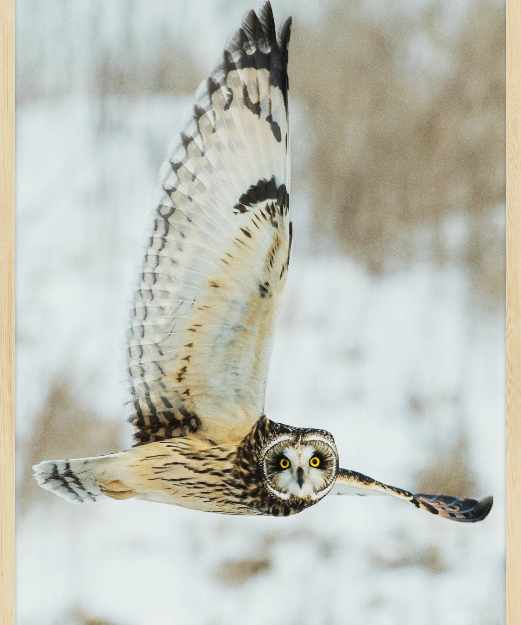 Bright Wings 007 Wandkraft 70x118 cm