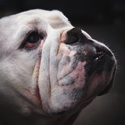 Décoration murale Wandkraft : portrait puissant d'un bouledogue anglais blanc aux yeux bruns sur fond sombre et flou, art mural de style moderne. Pour un intérieur élégant