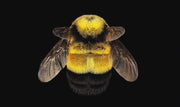 Wandkraft wanddecoratie: Close-up van een hommel op modern kunstwerk, warme kleuren, natuurthema, geschikt als wanddecoratie voor een eigentijds interieur. voor een stijlvol interieur