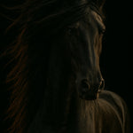Shadow Mane - zwart-wit dierportret, Wandkraft