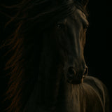 Shadow Mane - zwart-wit dierportret, Wandkraft
