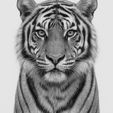 Silver Stripe - zwart-wit dierportret, Wandkraft