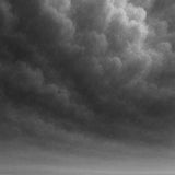 Snow Drift - zwart-wit dierportret, Wandkraft