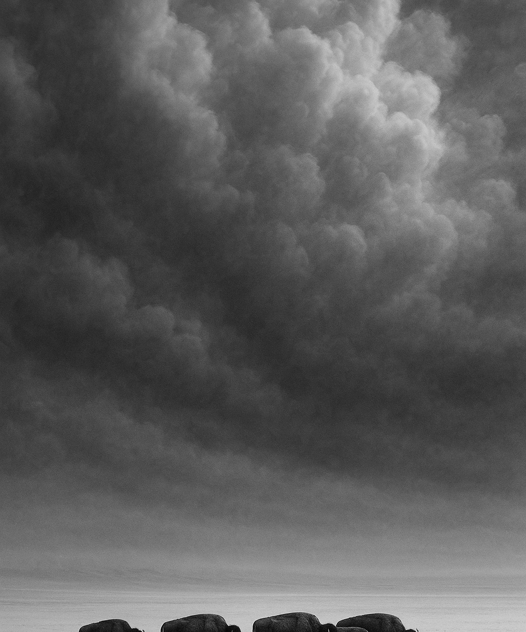 Snow Drift - zwart-wit dierportret, Wandkraft