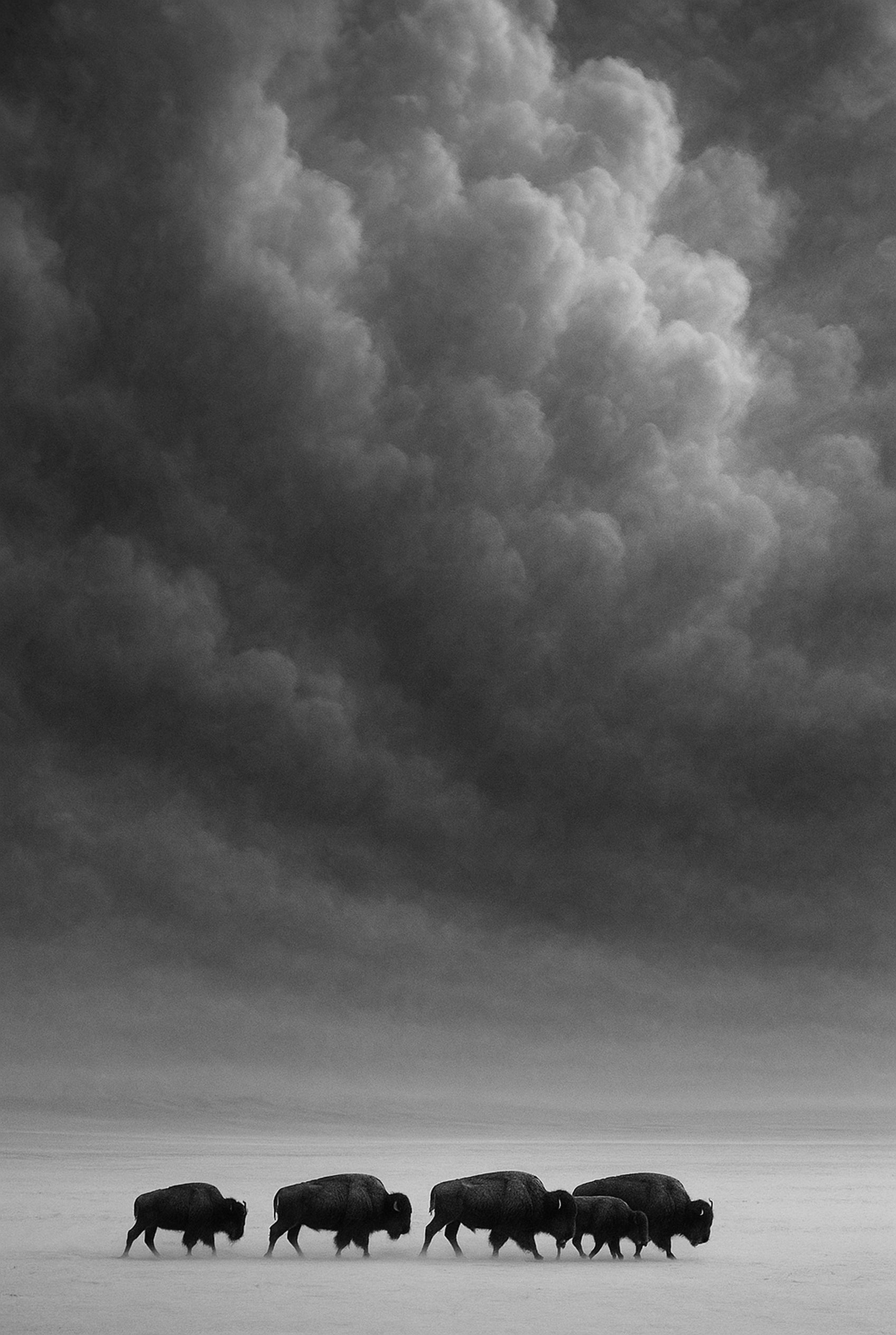 Snow Drift - zwart-wit dierportret, Wandkraft
