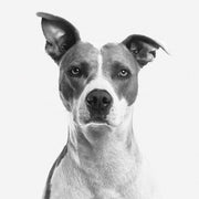 Décoration murale Wandkraft : art mural en noir et blanc d'un chien aux oreilles dressées et à l'expression calme, Visages 008 de Wandkraft. Pour un intérieur élégant