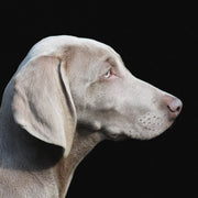 Décoration murale Wandkraft : Décoration murale moderne d'un Weimaraner au pelage gris court sur fond noir, style minimaliste. pour un intérieur élégant