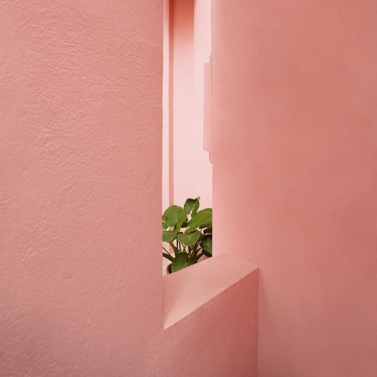 Pink Serenity Walldecoration Wandkraft 74x74 cm