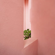 Décoration murale Wandkraft : plante verte traversant une ouverture dans un mur rose pastel, décoration murale minimaliste Pink Serenity de Wandkraft. Pour un intérieur élégant