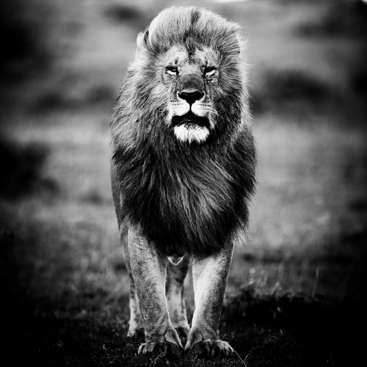 A Lions Portrait Walldecoration Wandkraft 100x100 cm Aluminium Profiel