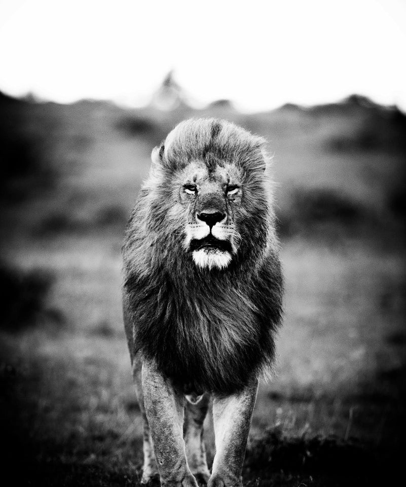 A Lions Portrait Walldecoration Wandkraft 80x120 cm Aluminium Profiel