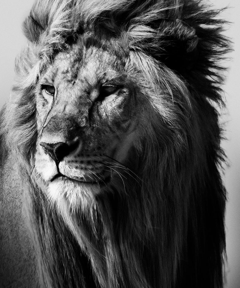 Lion in the Wild I Walldecoration Wandkraft 80x120 cm Aluminiumprofiel