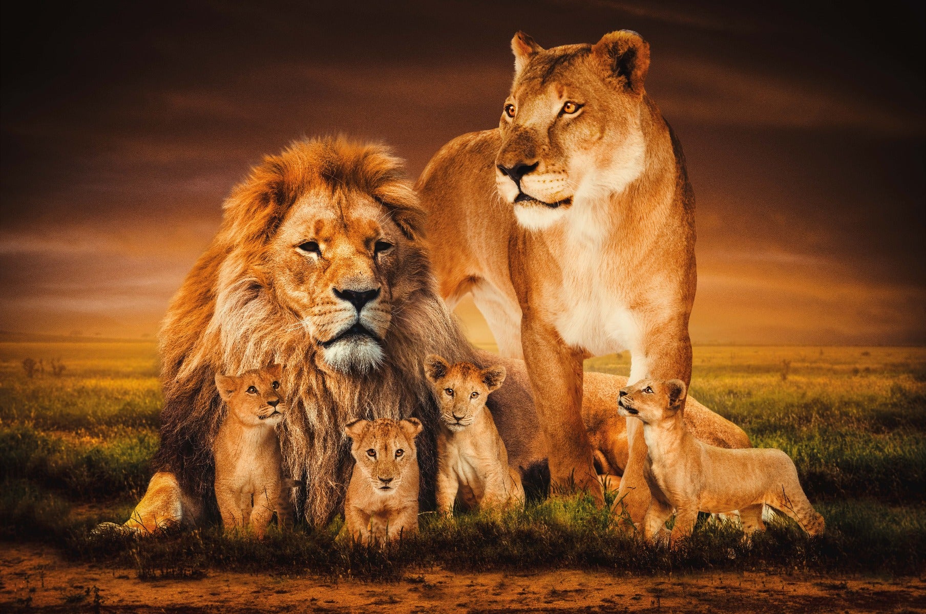 Lion Family Walldecoration Wandkraft 118x70 cm