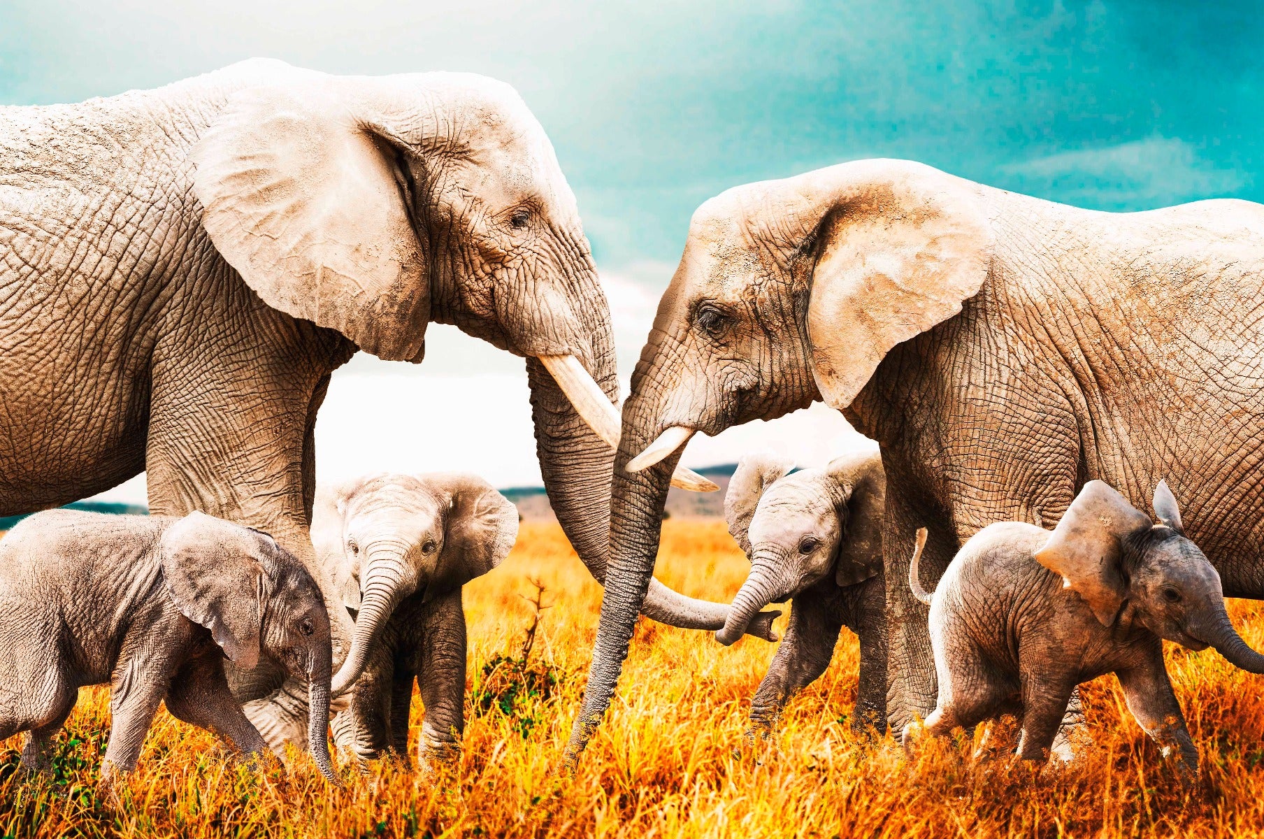 Elephant Family Walldecoration Wandkraft 118x70 cm