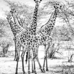 Wildlife 015 ( Outlet) Walldecoration Wandkraft