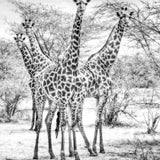 Wildlife 015 ( Outlet) Walldecoration Wandkraft