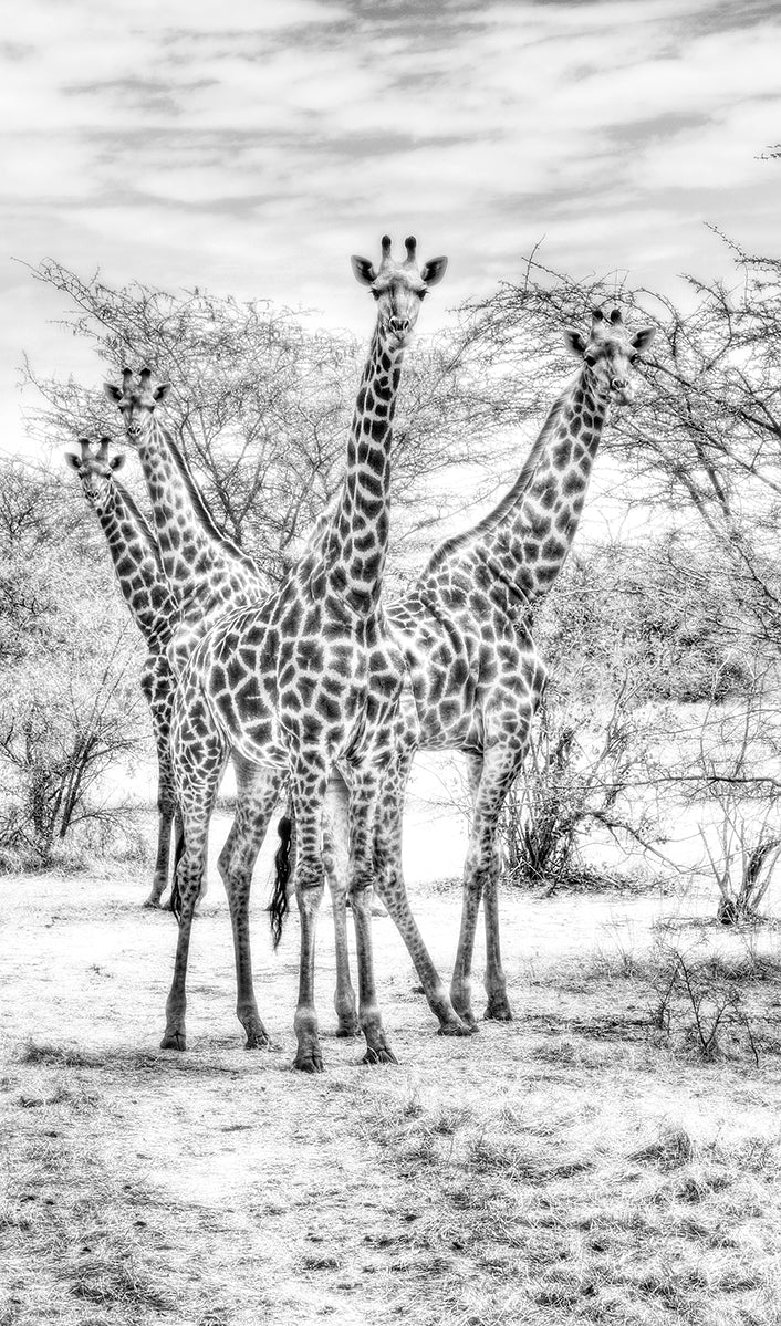 Wildlife 015 ( Outlet) Walldecoration Wandkraft 70x118 cm