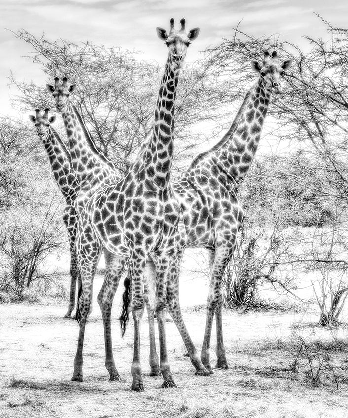 Wildlife 015 ( Outlet) Walldecoration Wandkraft 70x118 cm