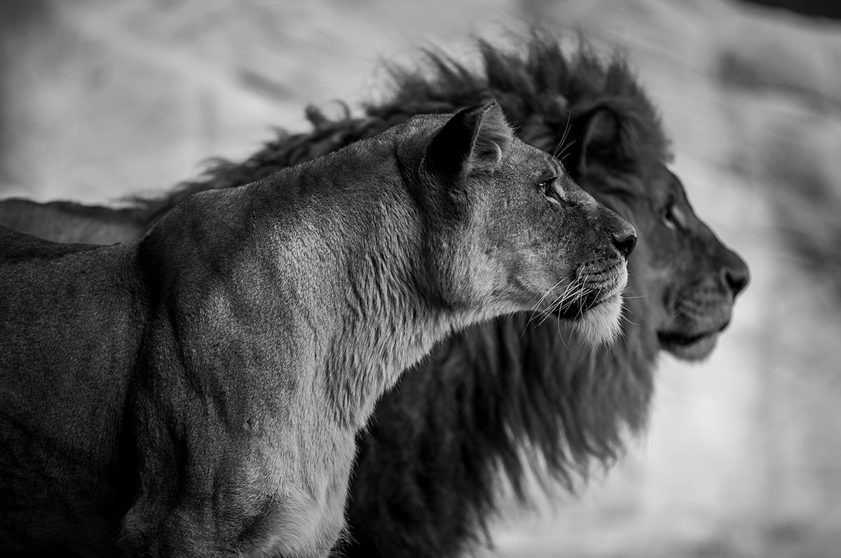 Wildlife 019 Walldecoration Wandkraft 98x48 cm