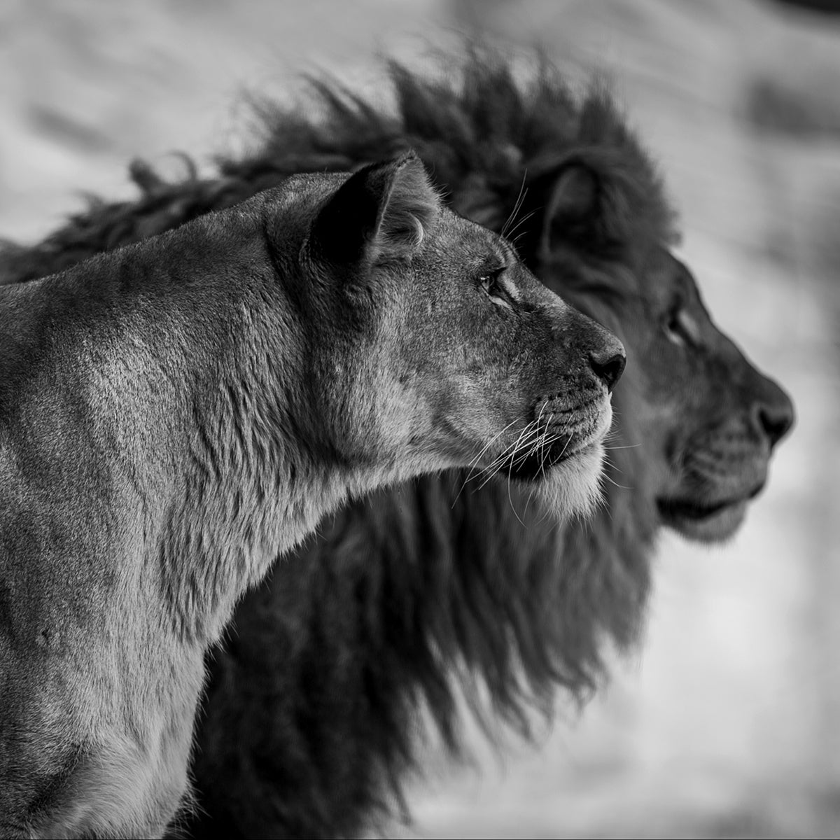 Wildlife 019 Walldecoration Wandkraft 74x74 cm