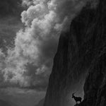 Stone Ledge - zwart-wit dierportret, Wandkraft